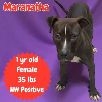 Rescue Pit Bull Terrier Dogs for Adoption in Sorrento, Louisiana - Maranatha | PetCurious