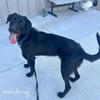 Bulbasaur -  German Wirehaired Pointer and German Shepherd Dog Dog for Adoption in Cheyenne, Wyoming - Bulbasaur | PetCurious