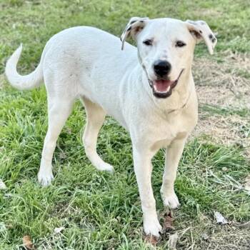 Staffordshire Bull Terrier and Mixed Breed Dogs Available for Adoption - CHESTER | PetCurious