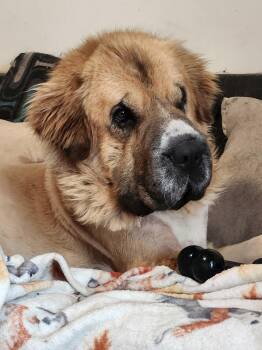 Saint Bernard and Great Pyrenees Dogs Available for Adoption in Hindsboro, Illinois - OSO | PetCurious