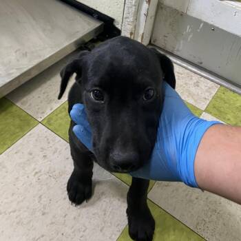 Black Labrador Retriever and Mixed Breed Dogs Available for Adoption in Volcano, Hawaii - COH-A-67519 | PetCurious