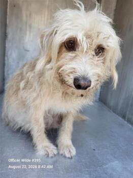 STAR -  Schnauzer Dog for Adoption in San Antonio, Texas - STAR | PetCurious
