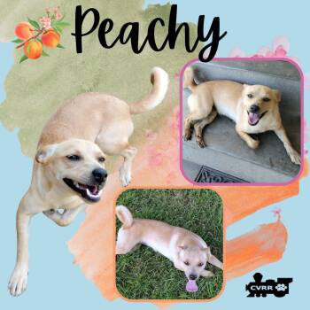 Rescue Chihuahua Dogs for Adoption in Lindsay, California - Peachy | PetCurious
