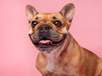Tater Tot -  French Bulldog Dog for Adoption in Palo Alto, California - Tater Tot | PetCurious