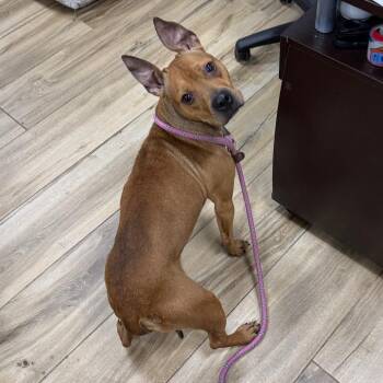 Tumbleweed -  Pit Bull Terrier Dog for Adoption in Newark, New Jersey - Tumbleweed | PetCurious