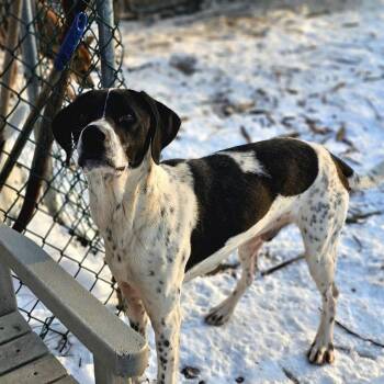Brittany Spaniel and Hound Dogs Available for Adoption - Jax | PetCurious