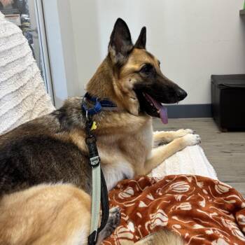 Nari -  German Shepherd Dog Dog for Adoption in San Diego, California - Nari | PetCurious