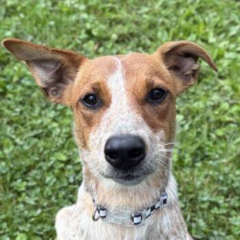 Tulip -  Australian Cattle Dog Blue Heeler Dog for Adoption in Jefferson, Wisconsin - Tulip | PetCurious