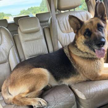 Envelope -  German Shepherd Dog Dog for Adoption in Greensboro, North Carolina - Envelope | PetCurious