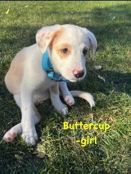 Buttercup -  Labrador Retriever Dog for Adoption in Midway, Utah - Buttercup | PetCurious