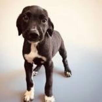 Wadsworth -  Greyhound and Hound Dog for Adoption in Portsmouth, Ohio - Wadsworth | PetCurious