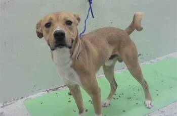 TY -  Labrador Retriever and Mixed Breed Dog for Adoption in Houston, Texas - TY | PetCurious