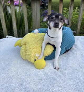 Paco -  Chihuahua and Rat Terrier Dog for Adoption - Paco | PetCurious
