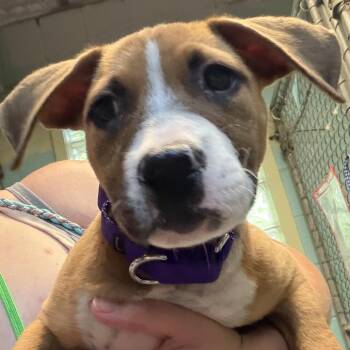 Adelita -  Labrador Retriever and Mixed Breed Dog for Adoption in Austin, Texas - Adelita | PetCurious