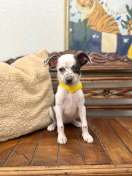 Brownie Baseball -  Chihuahua and Terrier Dog for Adoption in Friendswood, Texas - Brownie Baseball | PetCurious