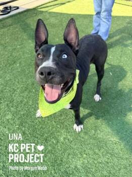 Pit Bull Terrier and Mixed Breed Dogs Available for Adoption in Kansas City, Missouri - Una | PetCurious