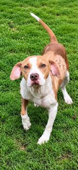 Lois -  Hound Dog for Adoption in Chattanooga, Tennessee - Lois | PetCurious