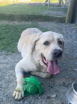 Apollo -  Labrador Retriever and Mixed Breed Dog Available for Adoption in Hudson, New York - Apollo | PetCurious
