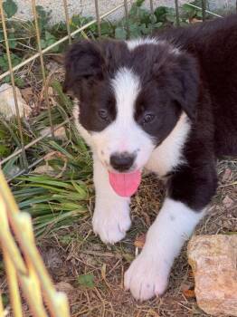 Chucky -  Border Collie Dog for Adoption - Chucky | PetCurious