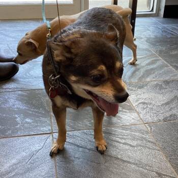 Chihuahua Dogs Available for Adoption - Emmy | PetCurious