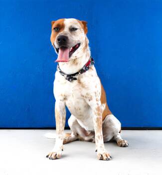 CHAMP -  Australian Cattle Dog Blue Heeler Dog for Adoption in Pasadena, California - CHAMP | PetCurious