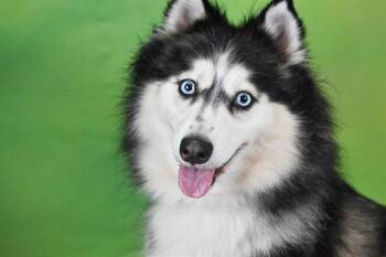 KORA -  Klee Kai Dog for Adoption in Fort Lauderdale, Florida - KORA | PetCurious