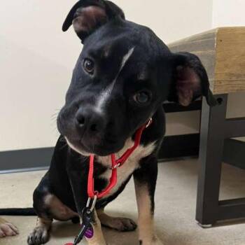 Stitch -  Mixed Breed Dog for Adoption in Merritt Island, Florida - Stitch | PetCurious