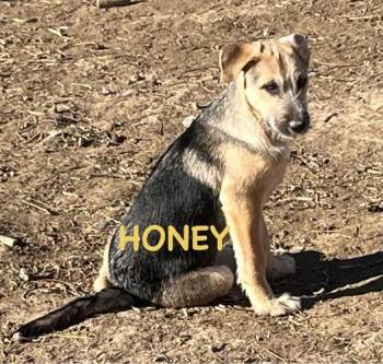 Honey -  German Shepherd Dog Dog Available for Adoption in Jerome, Idaho - Honey | PetCurious