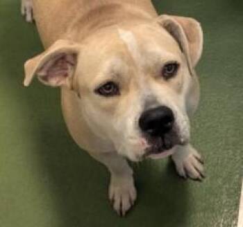 Carmen --Courtesy Post. Out of town pet. See below for details-- -  Pit Bull Terrier Dog for Adoption in Eagle, Idaho - Carmen --Courtesy Post. Out Of Town Pet. See Below For Details-- | PetCurious