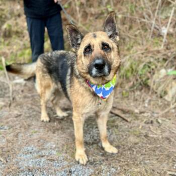 German Shepherd Dog and Mixed Breed Dogs Available for Adoption - Klaus | PetCurious
