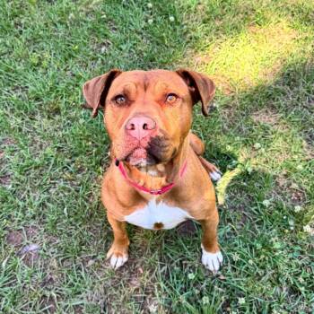 Mixed Breed Dogs Available for Adoption in Auburn, Alabama - Talia | PetCurious