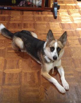 Rescue Mixed Breed Dogs for Adoption in Toronto, Ontario - Alice | PetCurious