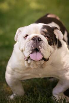Rescue English Bulldog Dogs for Adoption in Belleville, Illinois - ANGUS | PetCurious