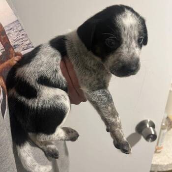 Australian Cattle Dog Blue Heeler and Terrier Dogs Available for Adoption in Austin, Texas - Eloise | PetCurious