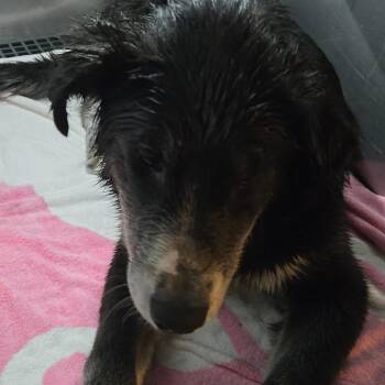 Bristol Boy -  Mixed Breed Dog for Adoption in Philadelphia, Pennsylvania - Bristol Boy | PetCurious