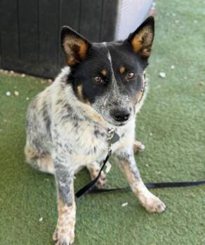 Frito -  Australian Cattle Dog Blue Heeler Dog for Adoption in Fruit Heights, Utah - Frito | PetCurious