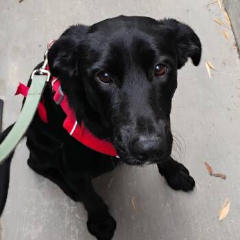 Rescue Labrador Retriever Dogs for Adoption in San Francisco, California - Brody | PetCurious