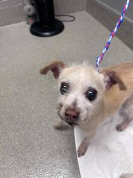 PICKLED PINK -  Terrier and Chihuahua Dog for Adoption in Las Vegas, Nevada - PICKLED PINK | PetCurious