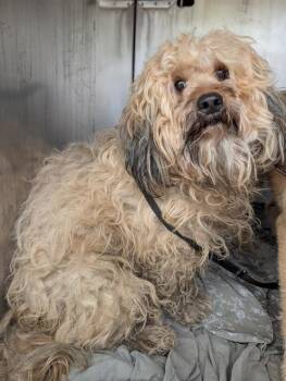 Terrier Dogs Available for Adoption in San Antonio, Texas - CHUCKY | PetCurious