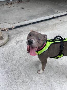 Waffles -  Mixed Breed Dog for Adoption in Munster, Indiana - Waffles | PetCurious