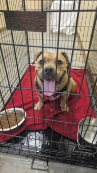 A044482 -  Pit Bull Terrier and Mixed Breed Dog for Adoption in Texas City, Texas - A044482 | PetCurious