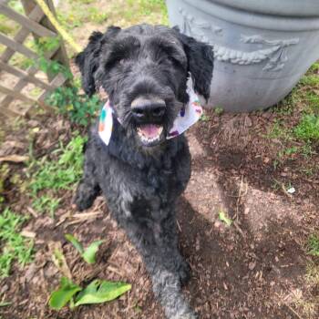 Schnauzer Dogs Available for Adoption in Manchester, New Hampshire - Switch In NH. Come Meet Our Adoptable Dogs Wednesday-Saturday. M | PetCurious