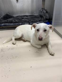 Chihuahua and Labrador Retriever Dogs Available for Adoption - BLANCO | PetCurious