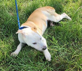 260978  Piper -  Pit Bull Terrier Dog for Adoption in Wetumpka, Alabama - 260978  Piper | PetCurious