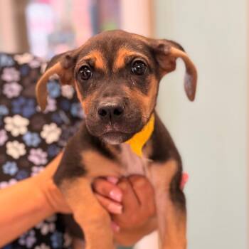 Lena -  Hound Dog for Adoption in Columbus, Georgia - Lena | PetCurious