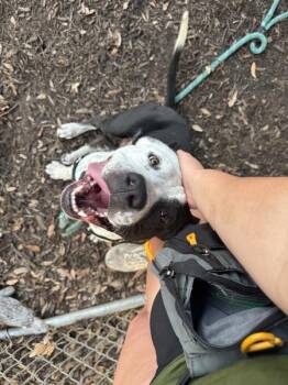 Pit Bull Terrier Dogs Available for Adoption - Walrus | PetCurious