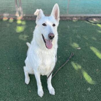 Savina -  German Shepherd Dog and Great Pyrenees Dog for Adoption in San Diego, California - Savina | PetCurious