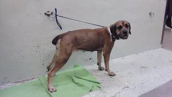 CLOE -  Mastiff and Mixed Breed Dog for Adoption in Houston, Texas - CLOE | PetCurious