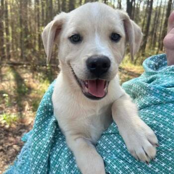 Mixed Breed Dogs Available for Adoption in Yaphank, New York - Preston | PetCurious