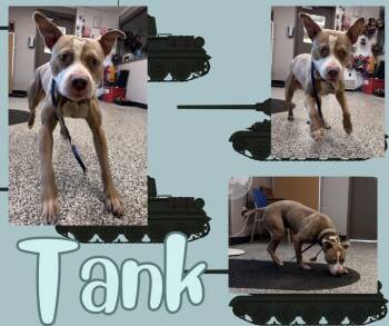 Pit Bull Terrier Dogs Available for Adoption in Hopkinsville, Kentucky - Tank | PetCurious